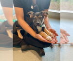 Small German Shepherd Dog Mix