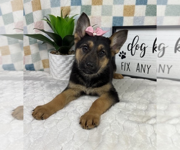 Medium Photo #2 German Shepherd Dog Puppy For Sale in FRANKLIN, IN, USA
