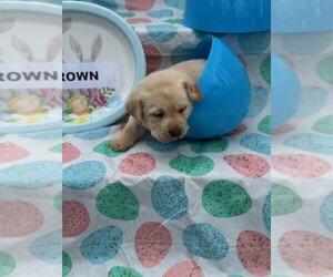 Labrador Retriever Puppy for sale in MAYSVILLE, GA, USA