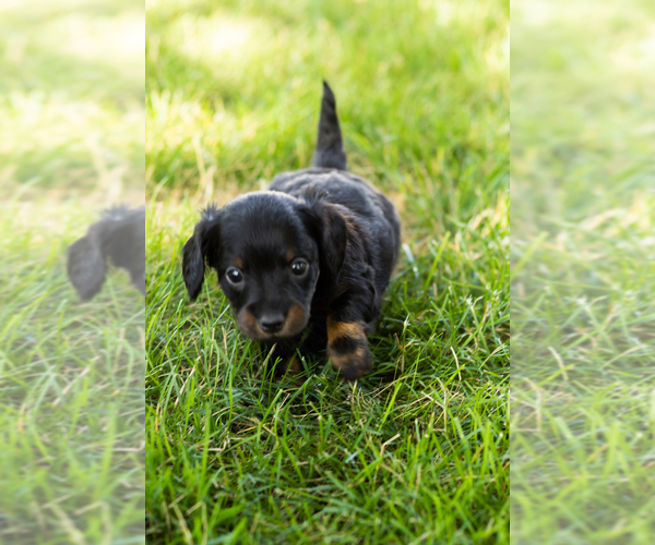 Medium Photo #1 Dachshund Puppy For Sale in NAPPANEE, IN, USA