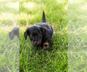 Dachshund Puppy for sale in NAPPANEE, IN, USA
