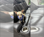 Small #1 Chihuahua