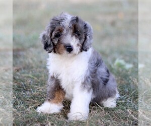 Bernedoodle (Miniature) Puppy for sale in NEW HOLLAND, PA, USA