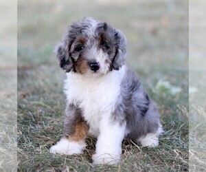 Bernedoodle (Miniature) Puppy for Sale in NEW HOLLAND, Pennsylvania USA