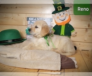 Golden Retriever Puppy for sale in ALMA, MI, USA