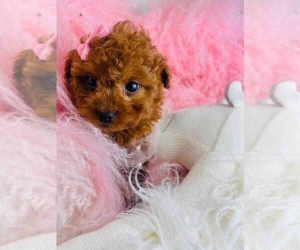 Medium Photo #36 Poodle (Toy) Puppy For Sale in PEMBROKE PINES, FL, USA