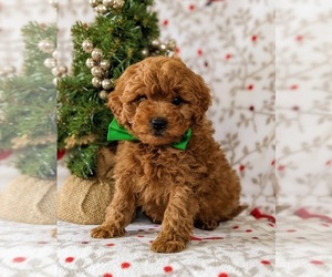 Cavapoo-Poodle (Miniature) Mix Puppy for sale in NEW PROVIDENCE, PA, USA