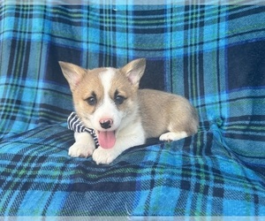 Pembroke Welsh Corgi Puppy for sale in LAKELAND, FL, USA
