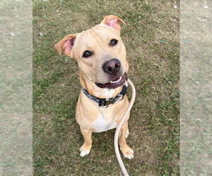 Labrador Retriever-Unknown Mix Dogs for adoption in Evansville, IN, USA