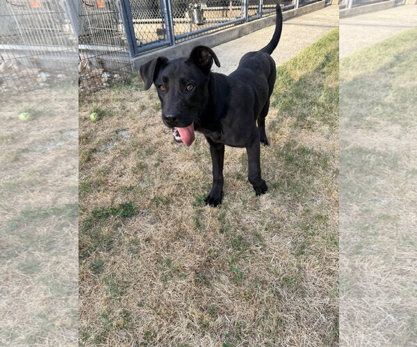 Medium Photo #2 German Shepherd Dog-Neapolitan Mastiff Mix Puppy For Sale in McDonough, GA, USA