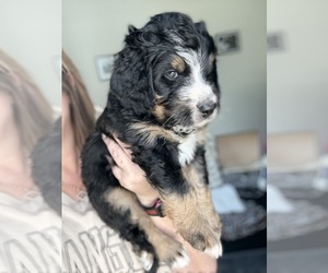 Bernedoodle Puppy for sale in BELMONT, NC, USA