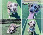Small #3 Labrador Retriever Mix