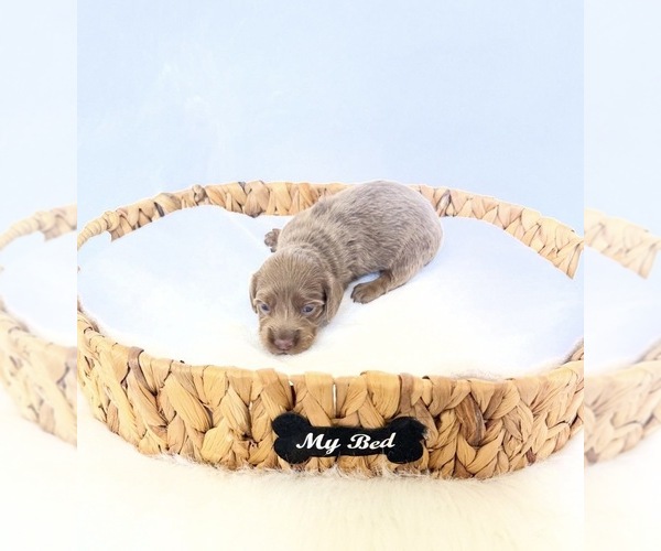 Medium Photo #2 Dachshund Puppy For Sale in DAVIS, CA, USA