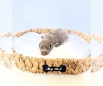Small #1 Dachshund