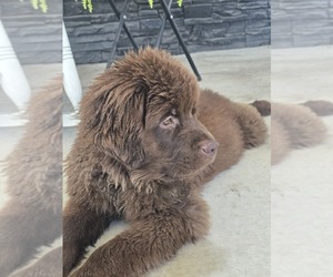 Medium Newfoundland