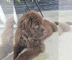 Puppy Dutchess Newfoundland