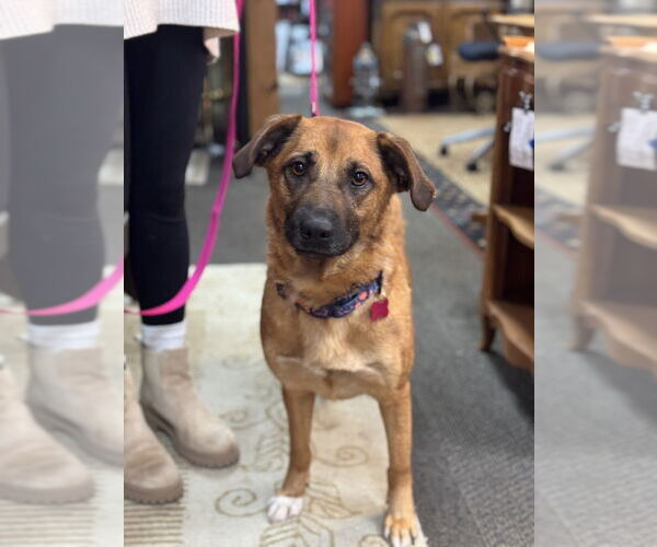 Medium Photo #3 Mutt Puppy For Sale in Mundelein, IL, USA