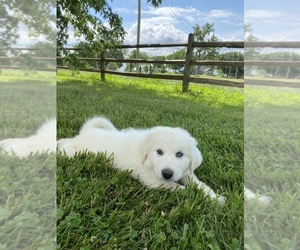 Medium Great Pyrenees