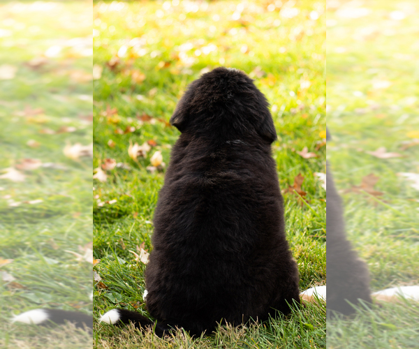 Medium Photo #6 Bernese Mountain Dog Puppy For Sale in MILLERSBURG, IN, USA