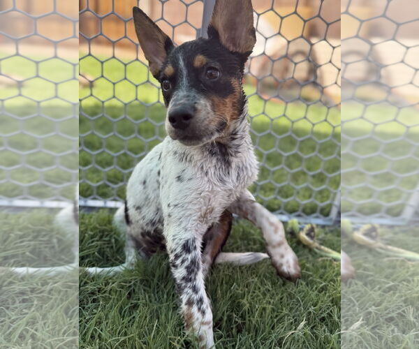 Medium Photo #4 Mutt Puppy For Sale in Queen Creek, AZ, USA