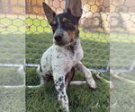 Small #3 Mutt