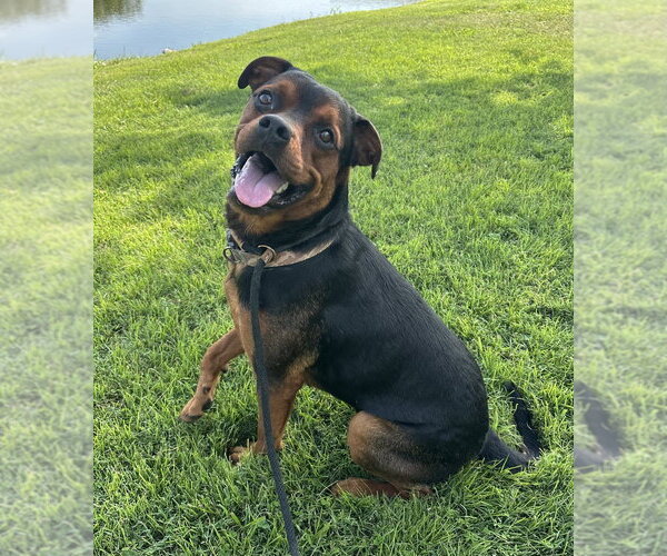 Medium Photo #3 Rottweiler Puppy For Sale in Evansville, IN, USA
