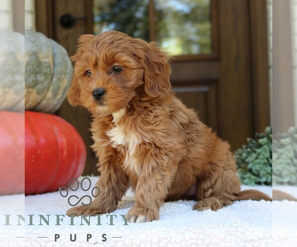 Medium Photo #2 Goldendoodle (Miniature) Puppy For Sale in NARVON, PA, USA