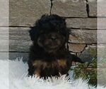 Small Photo #1 Shih-Poo Puppy For Sale in GORDONVILLE, PA, USA