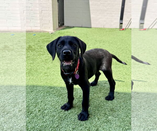 Medium Photo #3 Mutt Puppy For Sale in Fort Worth, TX, USA