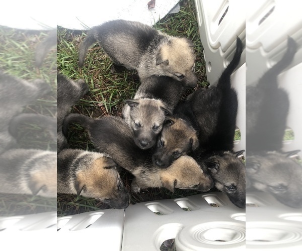 Medium Photo #12 German Shepherd Dog-Timber Wolf Mix Puppy For Sale in MIDDLETON, TN, USA