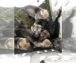 Small #11 German Shepherd Dog-Timber Wolf Mix