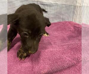 Mutt Dogs for adoption in Modesto, CA, USA