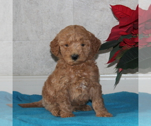 Goldendoodle-Poodle (Miniature) Mix Puppy for sale in STRASBURG, PA, USA
