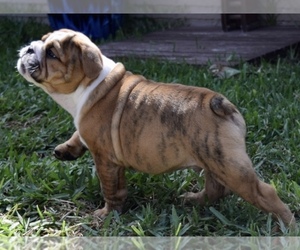 Bulldog Puppy for sale in JACKSONVILLE, FL, USA