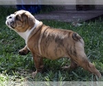 Small Photo #1 Bulldog Puppy For Sale in JACKSONVILLE, FL, USA