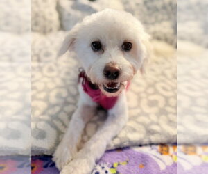 Bichon Frise-Unknown Mix Dogs for adoption in Mundelein, IL, USA