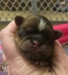 Small Photo #23 Shih Tzu Puppy For Sale in AVONDALE-GOODYEAR, AZ, USA