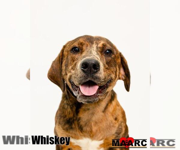 Medium Photo #9 Catahoula Leopard Dog-Unknown Mix Puppy For Sale in Maryville, TN, USA