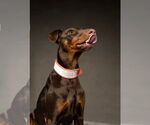 Small Doberman Pinscher