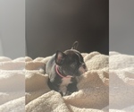 Small Photo #6 French Bulldog Puppy For Sale in FORT WORTH, TX, USA