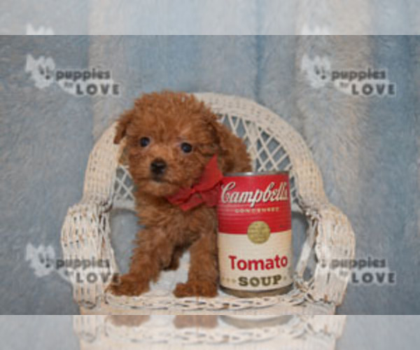 Medium Photo #6 Poodle (Toy) Puppy For Sale in SANGER, TX, USA