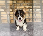 Puppy 1 Pembroke Welsh Corgi