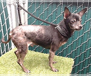 Chihuahua-Unknown Mix Dogs for adoption in Downey, CA, USA
