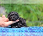 Small #8 Poodle (Toy)