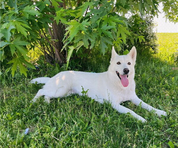 Medium Photo #2 Siberian Husky Puppy For Sale in Toronto, Ontario, Canada