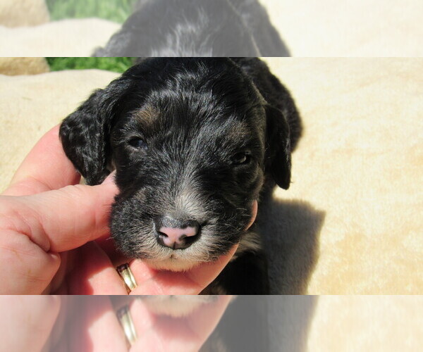 Medium Photo #7 Bernedoodle Puppy For Sale in BIG ROCK, IL, USA