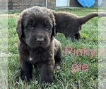 Puppy Pinky pie Newfoundland