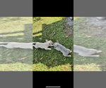 Small Photo #11 French Bulldog Puppy For Sale in MICANOPY, FL, USA
