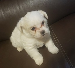 Shorkie Tzu Puppy for sale in MILWAUKEE, WI, USA