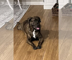 Plott Hound-Unknown Mix Dogs for adoption in Elmsford, NY, USA